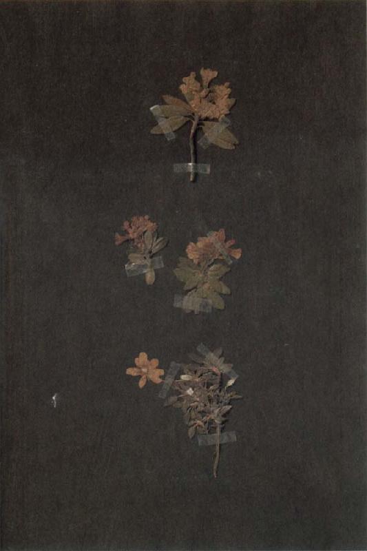 Paul Klee Herbarium oil painting image